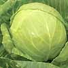 Cabbage Mini 